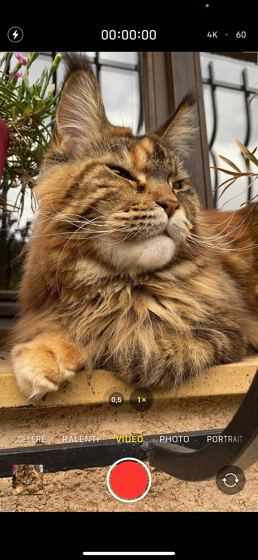 Maya participe au concours pour gagner de l'argent avec cette photo : box, carnivore, cat, claw, display_device, domestic_short_haired_cat, fawn, felidae, fur, lynx, paw, photo_caption, small_to_medium_sized_cats, snout, tail, terrestrial_animal, whiskers, wildlife, window, wood