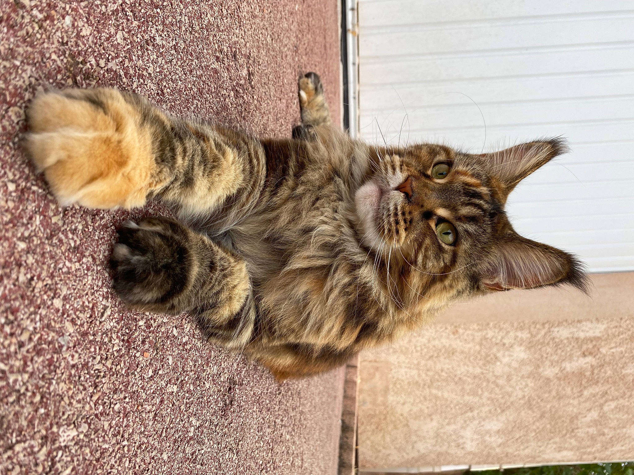 Maya a rejoint le concours — aidez-le/la à gagner de superbes lots ! carnivore, cat, claw, domestic_short_haired_cat, eye, felidae, fur, paw, small_to_medium_sized_cats, snout, tail, terrestrial_animal, whiskers, wildlife, wood