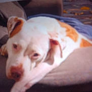 Mocca Rivers joined the competition — help win amazing prizes! dog, canine, pet, sleepy, lounging, couch, indoor, closeup, portrait, white_and_brown, blur, soft_focus, nose, ear, paw, blanket, furniture, domestic, companion_animal, relaxed