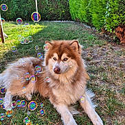 Urko a rejoint le concours — aidez-le/la à gagner de superbes lots ! animal, brown, bubble, bubbles, canine, dog, fluffy, garden, grass, hedge, laying, nature, outdoor, pet, playful, relaxing, summer, sunlight, white, yard
