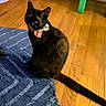 cat, black_cat, pet, animal, sitting, open_mouth, tongue, collar, indoors, wooden_floor, rug, tail, portrait, funny, alert, home, furniture, colorful_chair, carpet, photography
