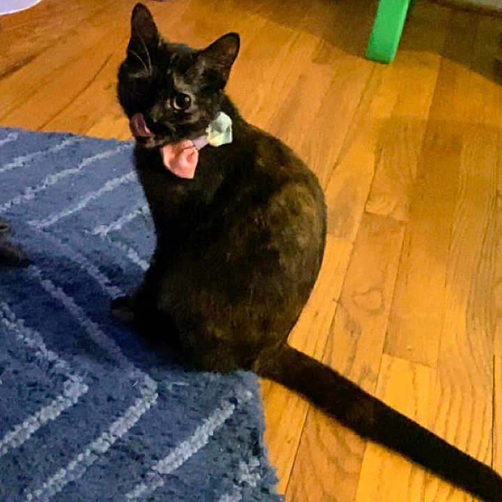 Scarlette joined the competition — help win amazing prizes! cat, black_cat, pet, animal, sitting, open_mouth, tongue, collar, indoors, wooden_floor, rug, tail, portrait, funny, alert, home, furniture, colorful_chair, carpet, photography