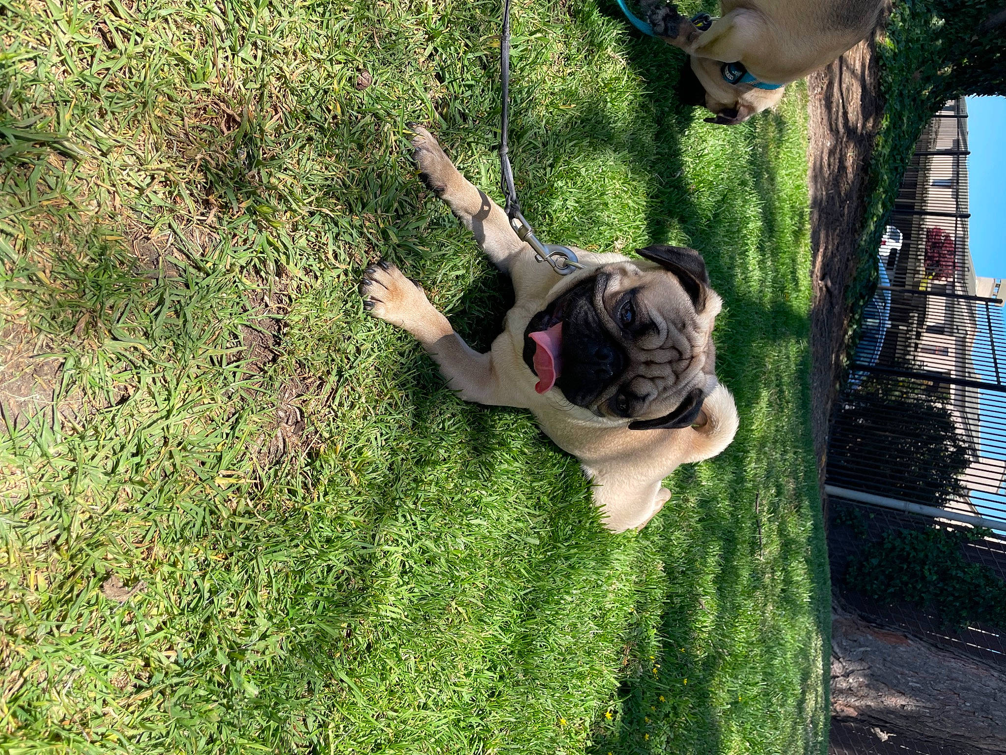 Stuart joined the competition — help win amazing prizes! adventure, canidae, carnivore, companion_dog, dog, dog_breed, fawn, fun, grass, guard_dog, lawn, leisure, people_in_nature, plant, recreation, shrub, soil, sporting_group, swing, tree