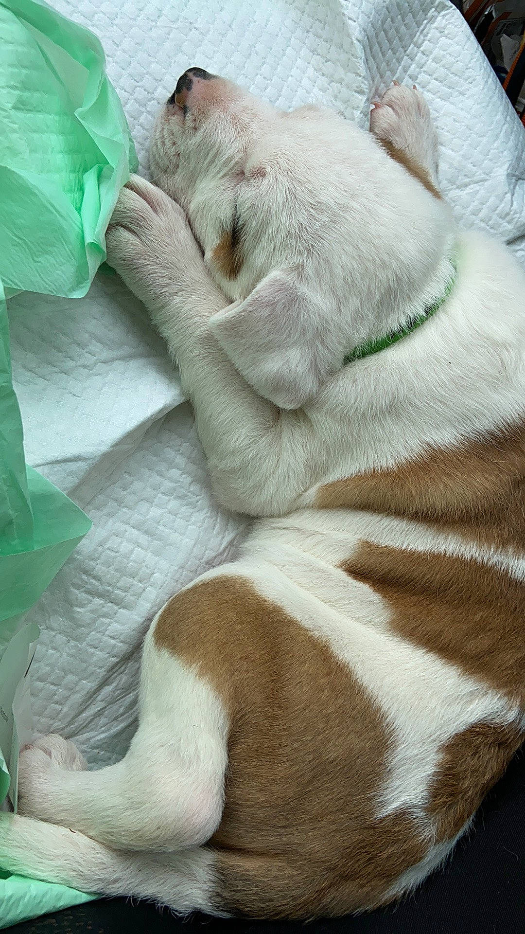 Baxter is registered to the contest to win money with this photo: canidae, carnivore, comfort, companion_dog, dog, dog_breed, duvet, fawn, felidae, fur, linens, nap, sleep, snout, sporting_group, tail, terrestrial_animal, whiskers, wildlife, wrinkle