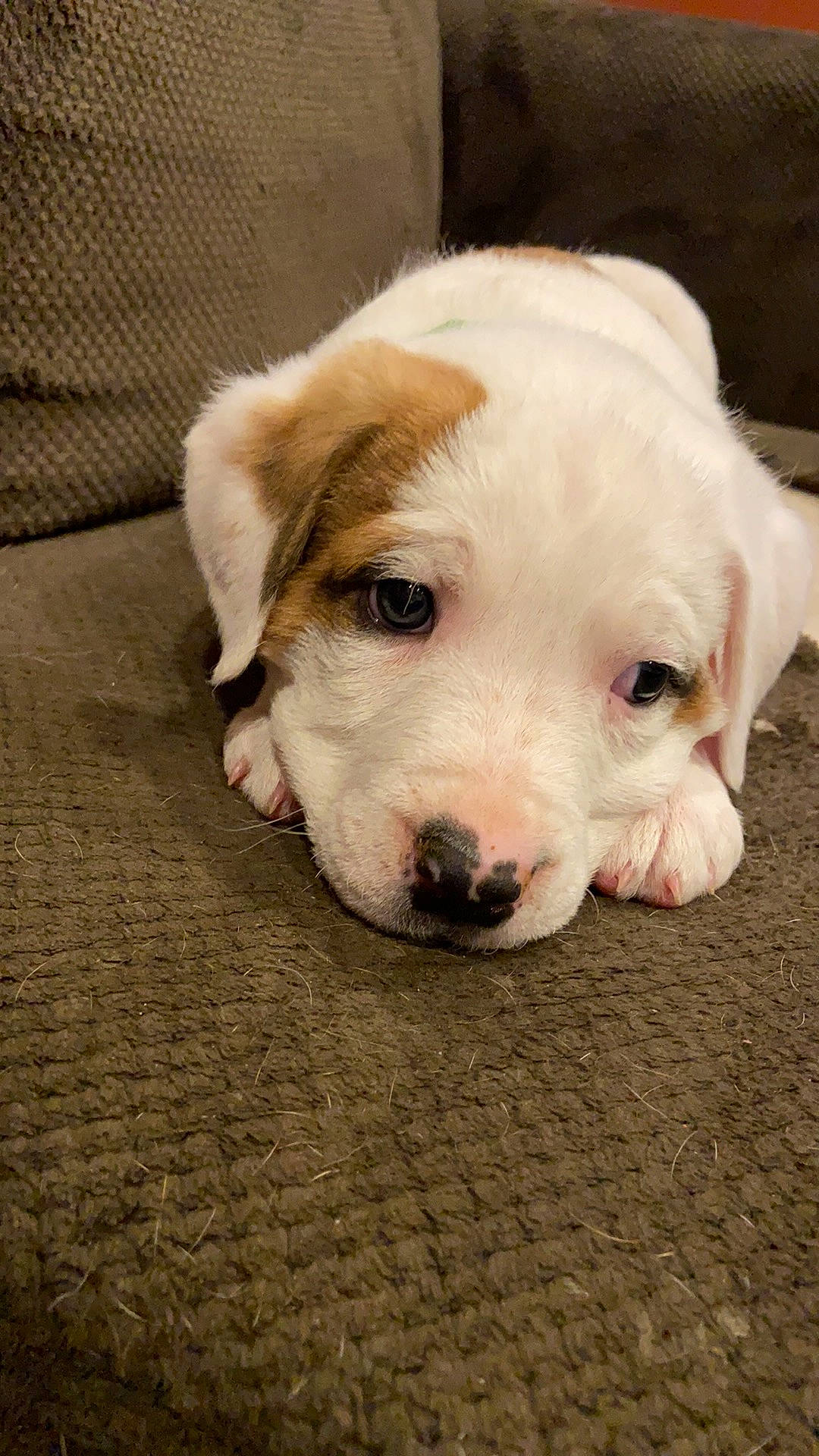 Baxter joined the competition — help win amazing prizes! canidae, carnivore, companion_dog, dog, dog_breed, eye, fawn, flooring, fur, non_sporting_group, paw, puppy, snout, sporting_group, street_dog, terrestrial_animal, whiskers, working_animal, wrinkle