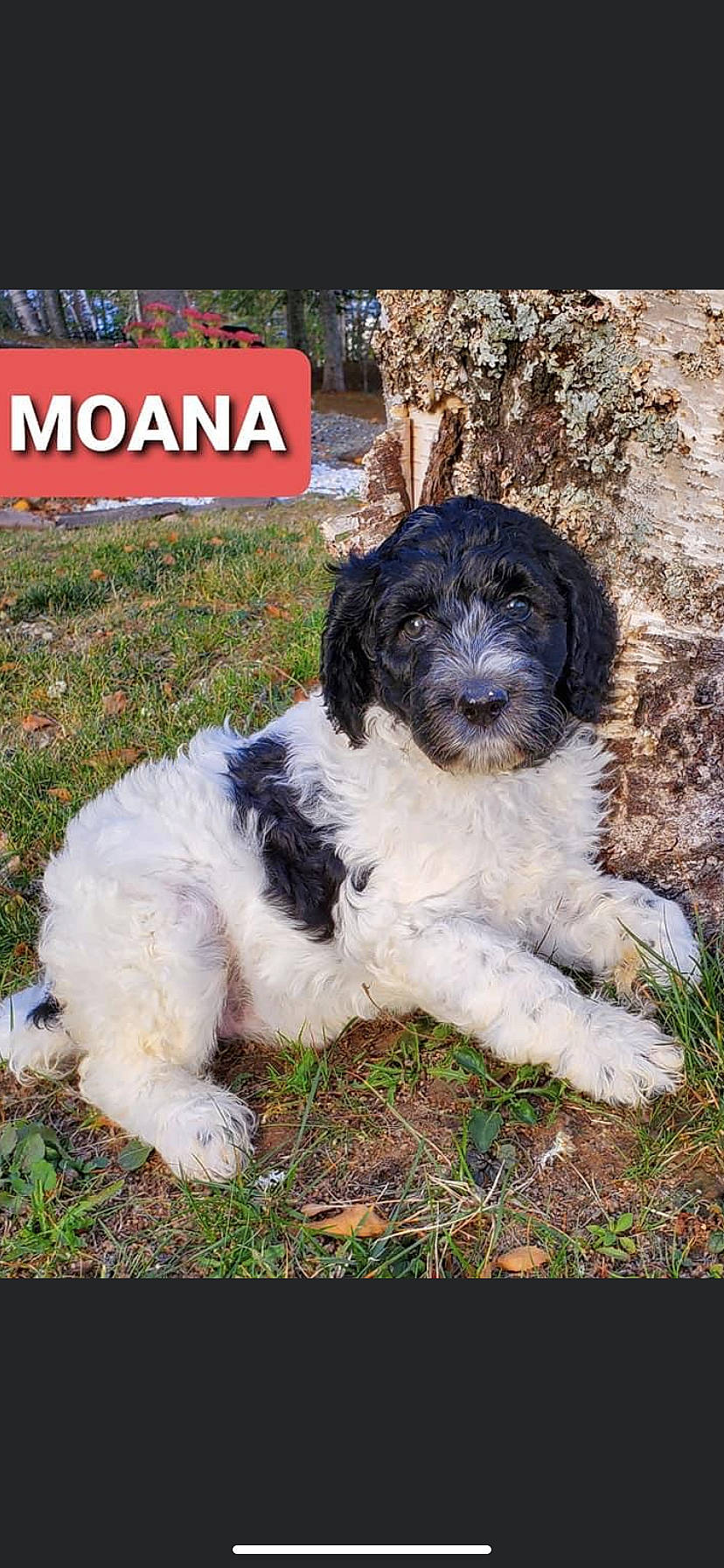 Moana joined the competition — help win amazing prizes! canidae, carnivore, cockapoo, companion_dog, dog, dog_breed, labradoodle, lagotto_romagnolo, mammal, puppy, rare_breed_dog, spanish_water_dog, sporting_group, vertebrate, wetterhoun