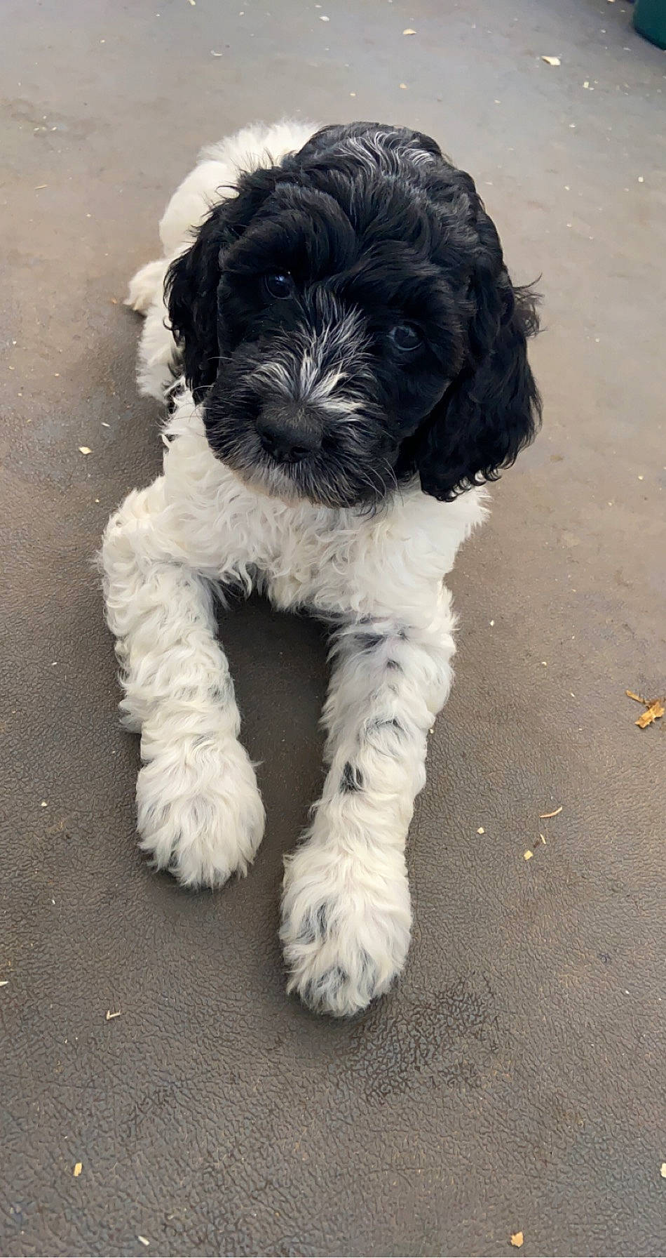 Moana joined the competition — help win amazing prizes! canidae, carnivore, cavapoo, cockapoo, companion_dog, dog, dog_breed, havanese, kyi_leo, maltepoo, mammal, miniature_poodle, poodle_crossbreed, puppy, rare_breed_dog, schnoodle, shih_poo, sporting_group, toy_poodle, vertebrate