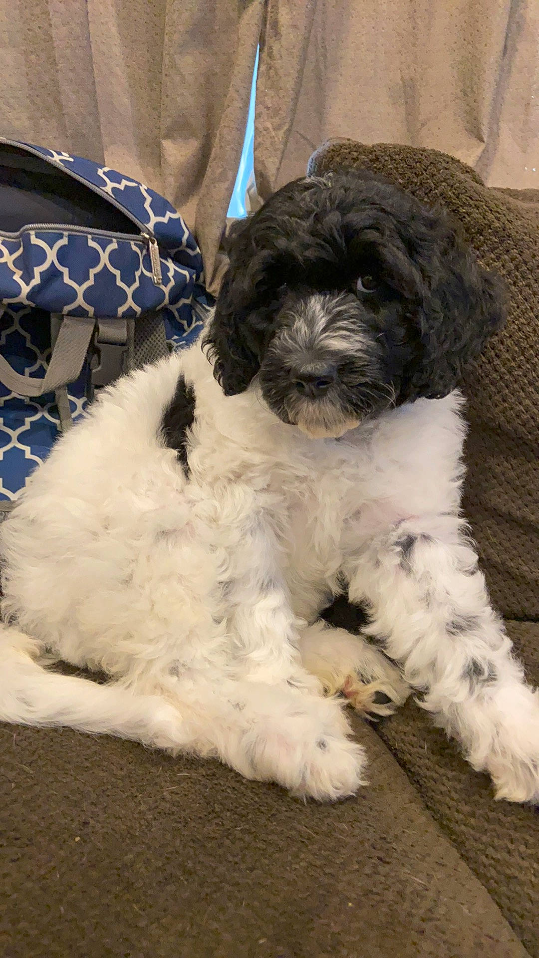 Moana is registered to the contest to win money with this photo: bolonka, canidae, carnivore, cavapoo, cockapoo, companion_dog, dog, dog_breed, havanese, kyi_leo, maltepoo, mammal, miniature_poodle, poodle_crossbreed, puppy, schnoodle, shih_poo, sporting_group, toy_poodle, vertebrate