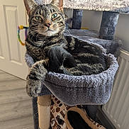 Stitch is registered to the contest to win money with this photo: animal, cat, cat_tree, cozy, door, feline, fur, green_eyes, hammock, home, indoor, looking_at_camera, patterned_tunnel, pet, radiator, relaxed, scratching_post, soft_fabric, tabby_cat, wooden_floor