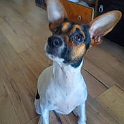 Proutprout a rejoint le concours — aidez-le/la à gagner de superbes lots ! dog, pet, indoor, wooden_floor, ears, curious, brown, white, black, small_dog, flooring, animal, canine, looking_up, furniture, domestic, companion, alert, sitting, house