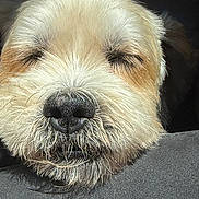 Sultan participe au concours pour gagner de l'argent avec cette photo : dog, canine, shaggy, scruffy, close_up, portrait, face, nose, muzzle, fur, beard, sleepy, eyes_closed, black_nose, fluffy, cream_colored, brown, outdoor, pet, funny