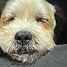 beard, black_nose, brown, canine, close_up, cream_colored, dog, eyes_closed, face, fluffy, funny, fur, muzzle, nose, outdoor, pet, portrait, scruffy, shaggy, sleepy