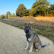 Blyzzard participe au concours pour gagner de l'argent avec cette photo : puppy, dog, outdoor, path, grass, trees, blue_sky, sunlight, nature, collar, sitting, canine, cute, pet, young_dog, fur, ears, tail, daytime, animal