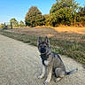 puppy, dog, outdoor, path, grass, trees, blue_sky, sunlight, nature, collar, sitting, canine, cute, pet, young_dog, fur, ears, tail, daytime, animal