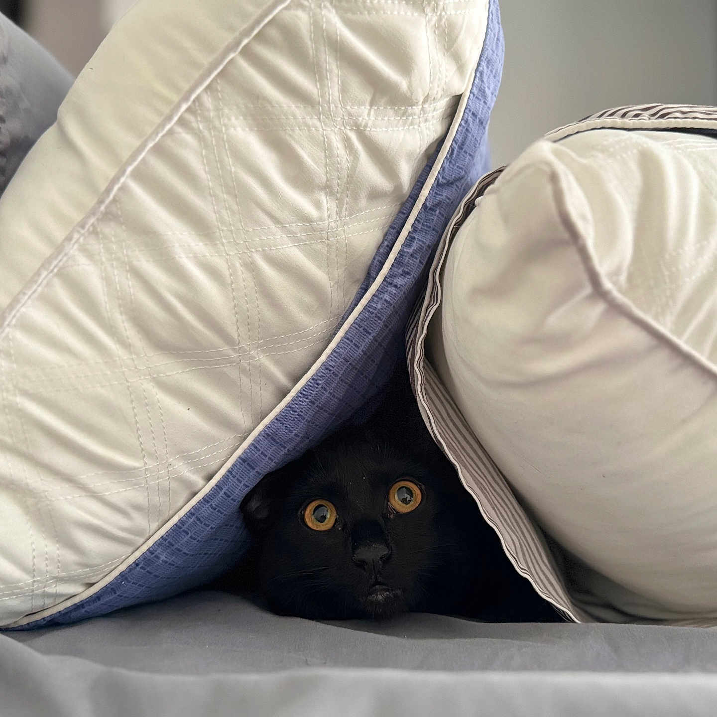 Pepper joined the competition — help win amazing prizes! animal, baby, blackcat, blanket, cat, cushion, headrest, homedecor, kitten, person, pet, pillow