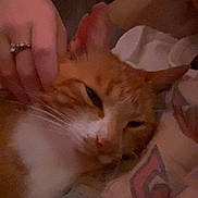Tigrou participe au concours pour gagner de l'argent avec cette photo : affection, animal, blanket, cat, closeup, comfort, cozy, domestic_cat, fabric, feline, gentle, hand, indoor, orange_cat, pet, relaxation, resting, ring, sleepy, white_fur