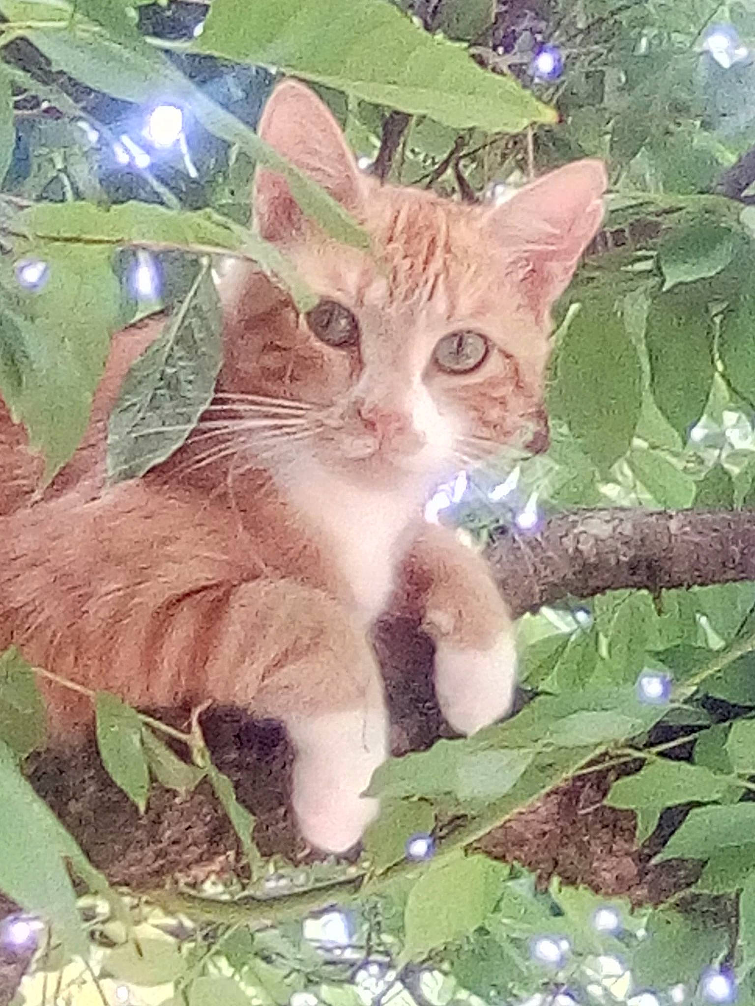 Tigrou a rejoint le concours — aidez-le/la à gagner de superbes lots ! art, carnivore, cat, domestic_short_haired_cat, fawn, felidae, fur, grass, groundcover, organism, pattern, photo_caption, plant, small_to_medium_sized_cats, snout, tail, terrestrial_animal, tree, whiskers, wildlife