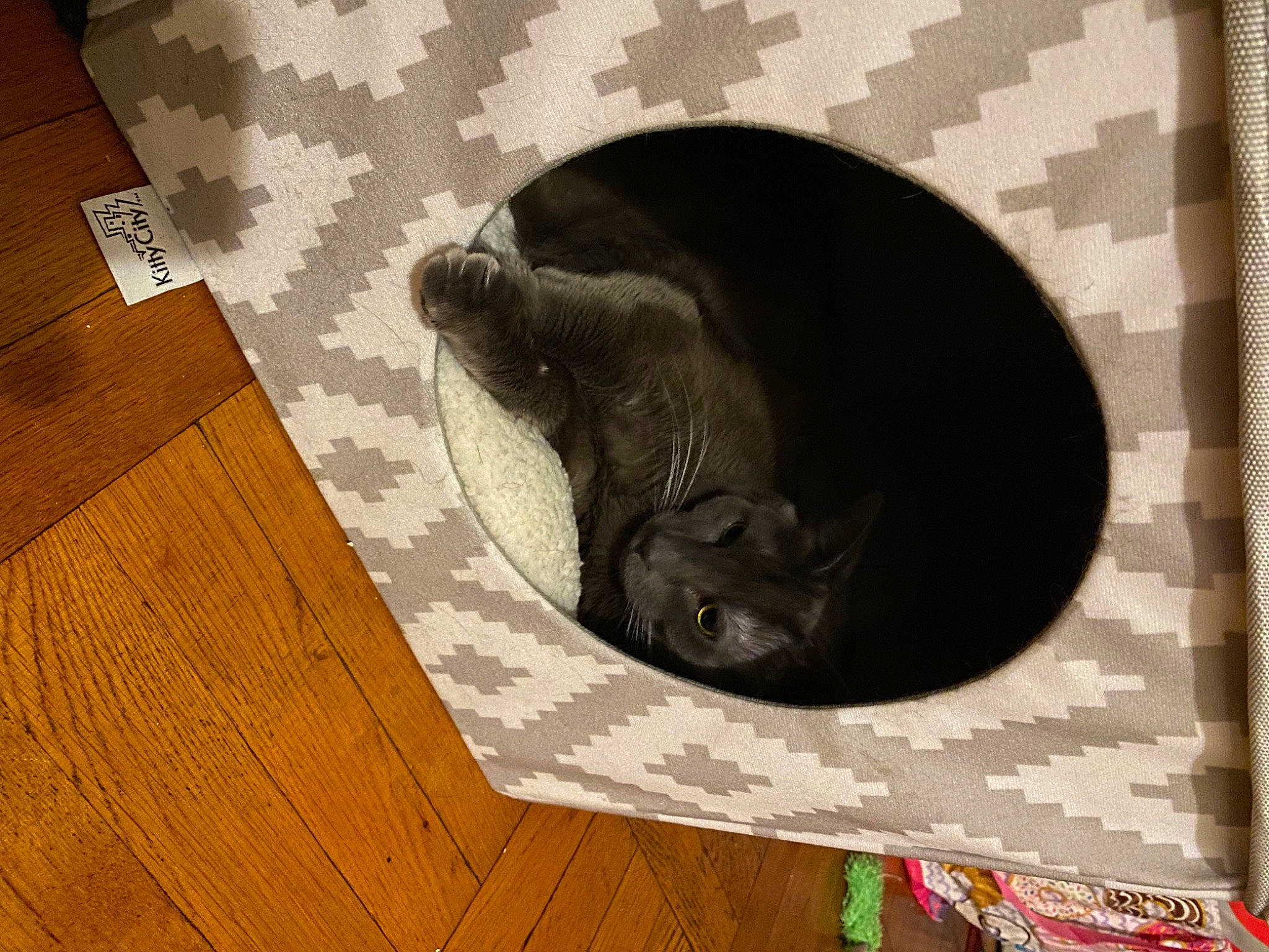 Jewels joined the competition — help win amazing prizes! black_cat, brown, carnivore, cat, comfort, dog_breed, felidae, flooring, grey, hardwood, pattern, rectangle, room, small_to_medium_sized_cats, snout, tail, terrestrial_animal, whiskers, wood, wood_stain