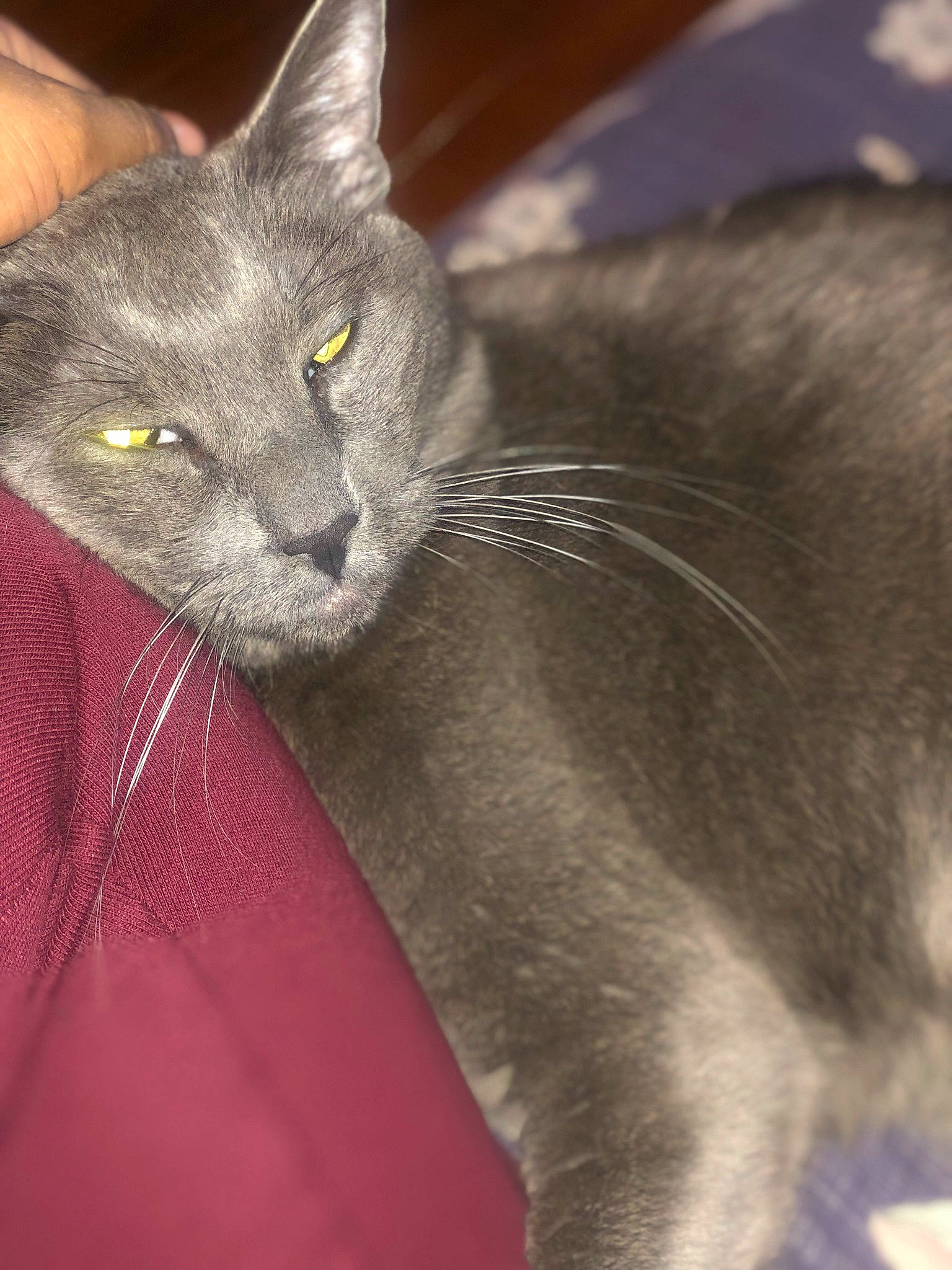 Jewels joined the competition — help win amazing prizes! carnivore, cat, close_up, comfort, domestic_short_haired_cat, felidae, fur, grey, russian_blue, small_to_medium_sized_cats, snout, whiskers