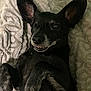 Mojo joined the competition — help win amazing prizes! animal, black_dog, blanket, closeup, cozy, cute, dog, ears, fur, indoor, lying_down, mischievous, paw, pet, relaxed, resting, smile, snout, teeth, texture