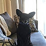 Mojo is registered to the contest to win money with this photo: animal, black_dog, collar, companion, couch, cozy, curtain, dog, domestic, ears, furniture, home, indoor, light, pet, pillow, relaxing, shadow, sitting, window