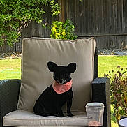 Mojo is registered to the contest to win money with this photo: backyard, bandana, black_dog, bottle, bushes, cushion, daylight, dog, garden, grass, nature, outdoor_chair, pet, pink_bandana, relaxing, sitting, small_dog, sunlight, table, wooden_fence