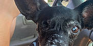 Mojo is registered to the contest to win money with this photo: animal, black_dog, blue_harness, car_interior, close_up, cup, dashboard, daytime, dog, ears, face, human_hand, one_eye, outdoor_view, pet, seat, steering_wheel, sunlight, whiskers, window