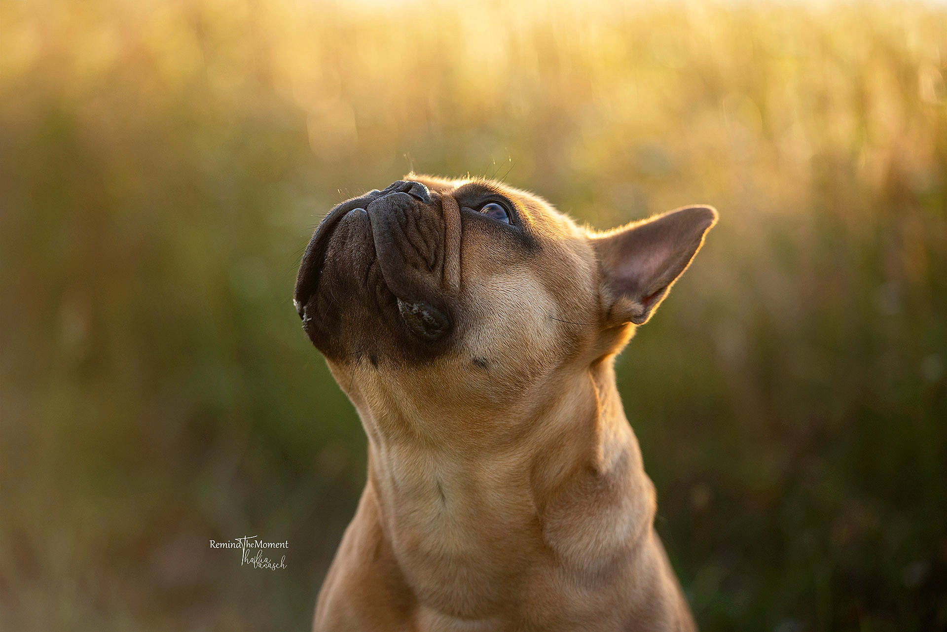 Joe a rejoint le concours — aidez-le/la à gagner de superbes lots ! canidae, carnivore, companion_dog, dog, dog_breed, ear, fawn, felidae, fur, grass, pug, small_to_medium_sized_cats, snout, sporting_group, tail, terrestrial_animal, whiskers, wildlife, working_animal, wrinkle