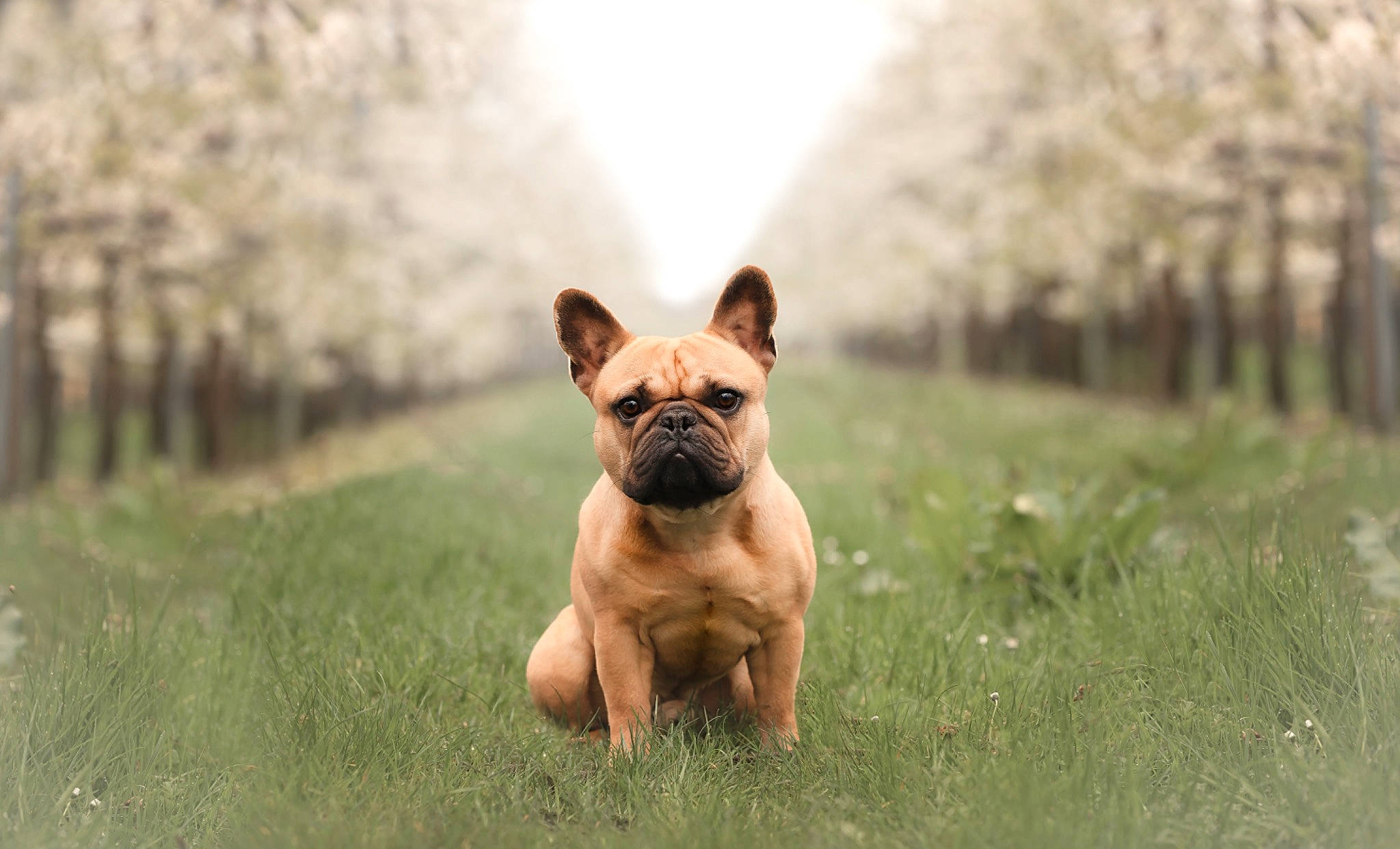 Joe participe au concours pour gagner de l'argent avec cette photo : bulldog, canidae, carnivore, companion_dog, dog, dog_breed, fawn, french_bulldog, grass, grassland, pasture, plant, sky, snout, sporting_group, terrestrial_animal, toy_dog, tree, whiskers, working_animal