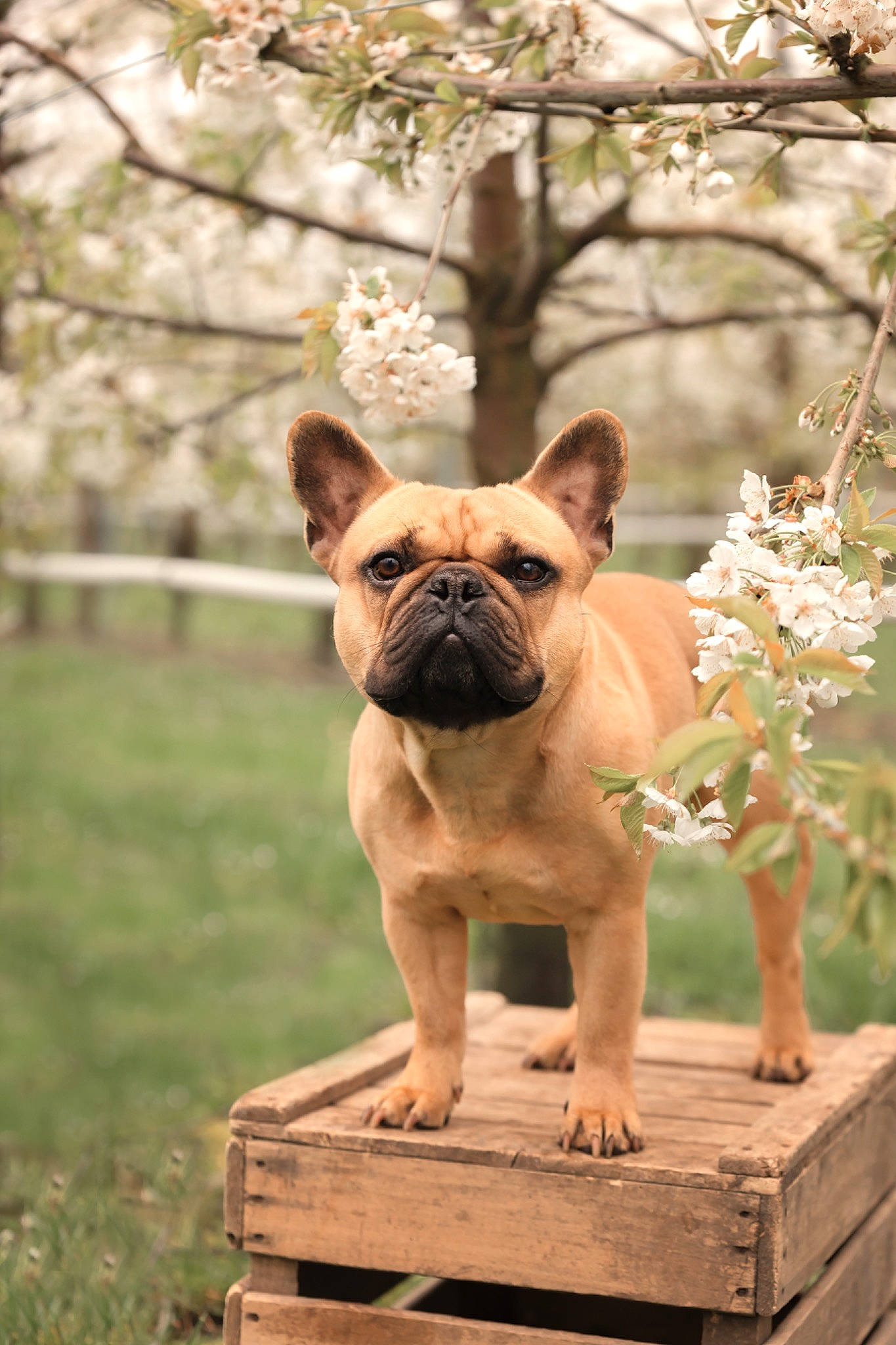 Joe a rejoint le concours — aidez-le/la à gagner de superbes lots ! bulldog, canidae, carnivore, companion_dog, dog, dog_breed, fawn, grass, plant, pug, snout, sporting_group, terrestrial_animal, toy_dog, tree, twig, whiskers, wood, working_animal, wrinkle