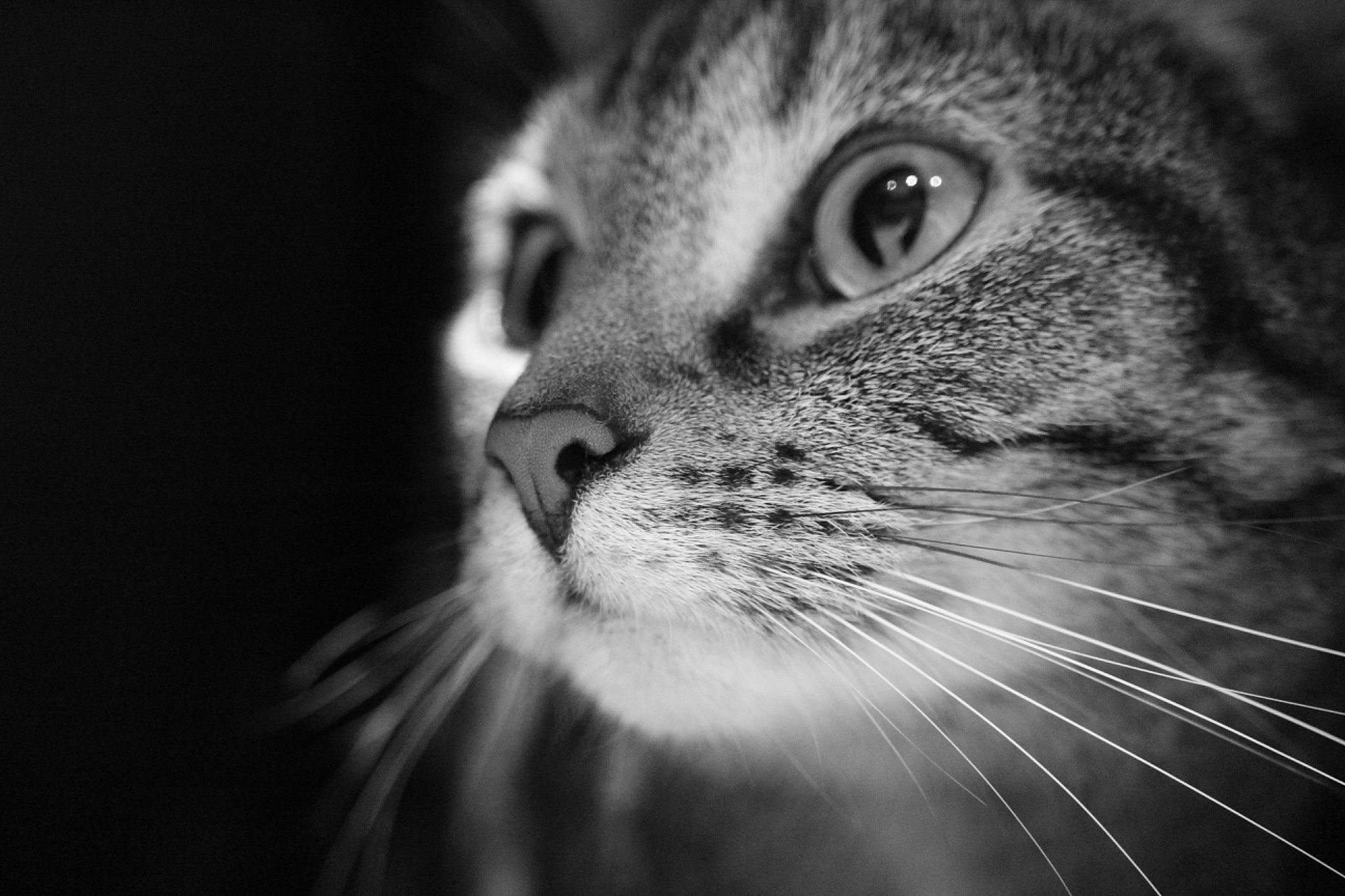 Zina participe au concours pour gagner de l'argent avec cette photo : carnivore, cat, darkness, domestic_short_haired_cat, eye, felidae, flash_photography, fur, grey, hair, macro_photography, monochrome, monochrome_photography, night, small_to_medium_sized_cats, snout, terrestrial_animal, whiskers, wildlife, window