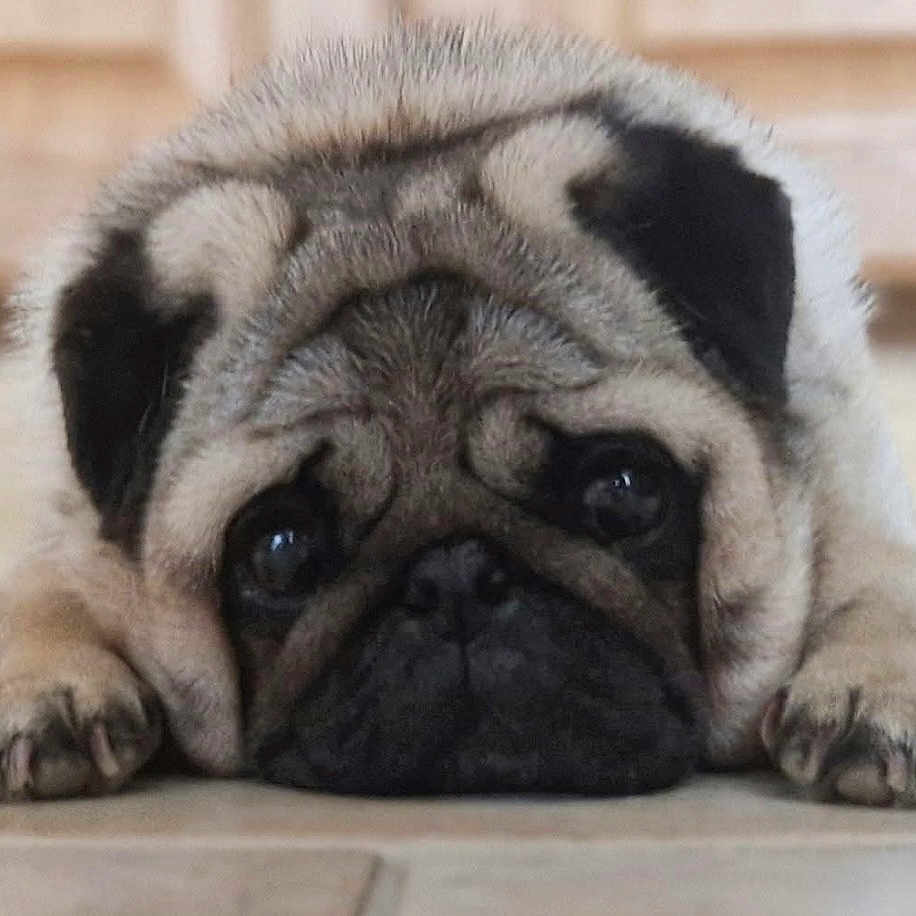 Broly participe au concours pour gagner de l'argent avec cette photo : animal, canine, dog, pet, pug, puppy, snout