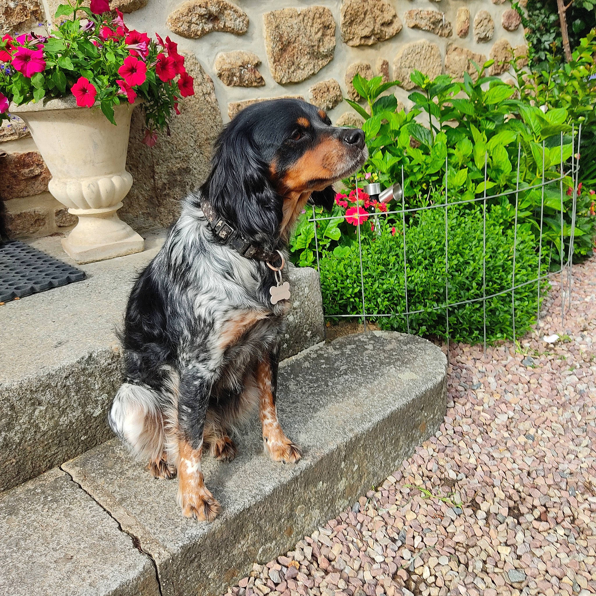 Mystie a rejoint le concours — aidez-le/la à gagner de superbes lots ! carnivore, companion_dog, dog, dog_breed, dog_supply, fawn, flagstone, flower, flowerpot, garden, grass, groundcover, houseplant, plant, road_surface, sidewalk, snout, sporting_group, tail, water_dog