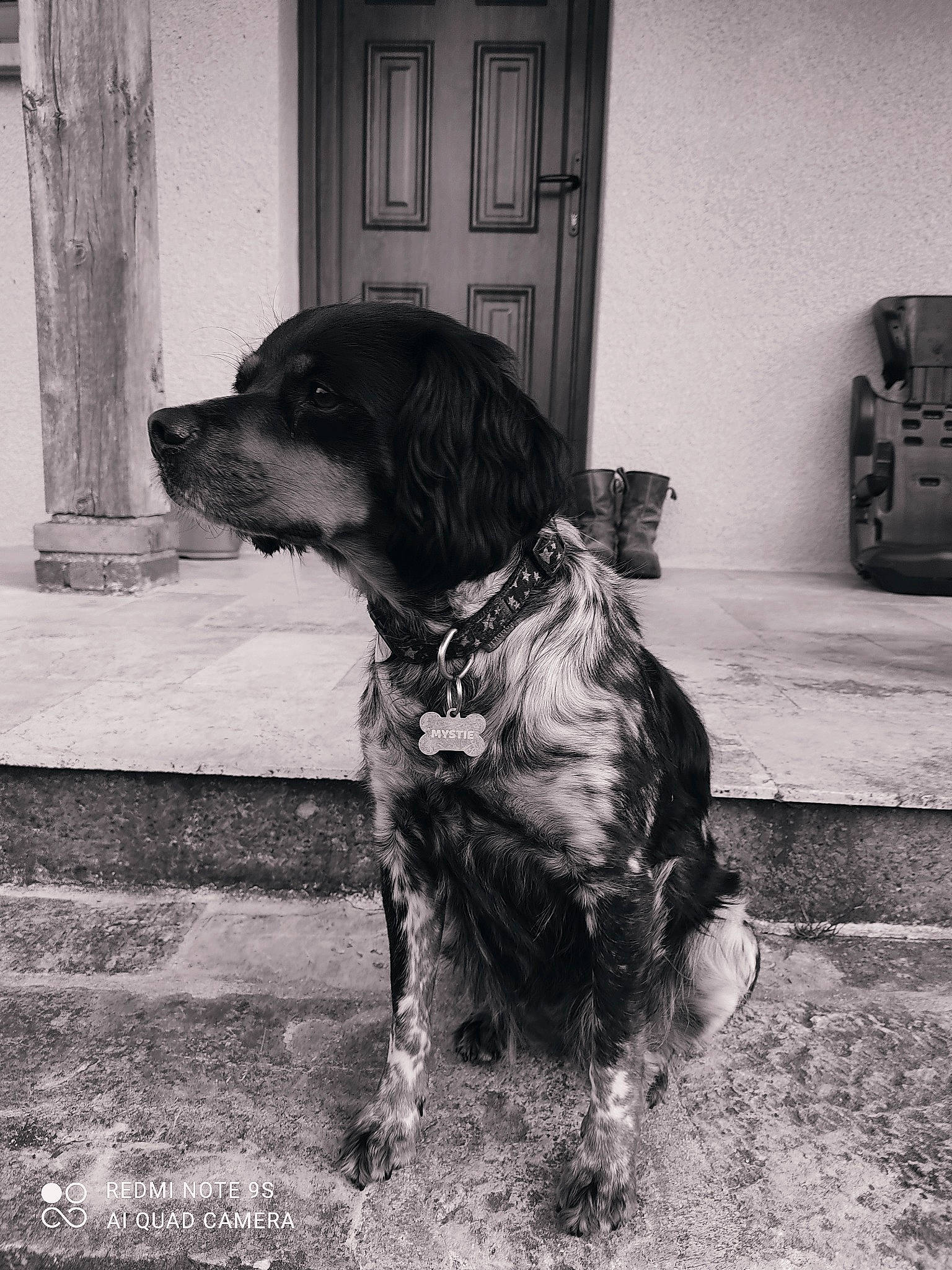 Mystie participe au concours pour gagner de l'argent avec cette photo : automotive_tire, black_and_white, carnivore, companion_dog, dog, dog_breed, door, flooring, fur, gun_dog, liver, monochrome, monochrome_photography, spaniel, sporting_group, street, style, tints_and_shades, working_animal, working_dog
