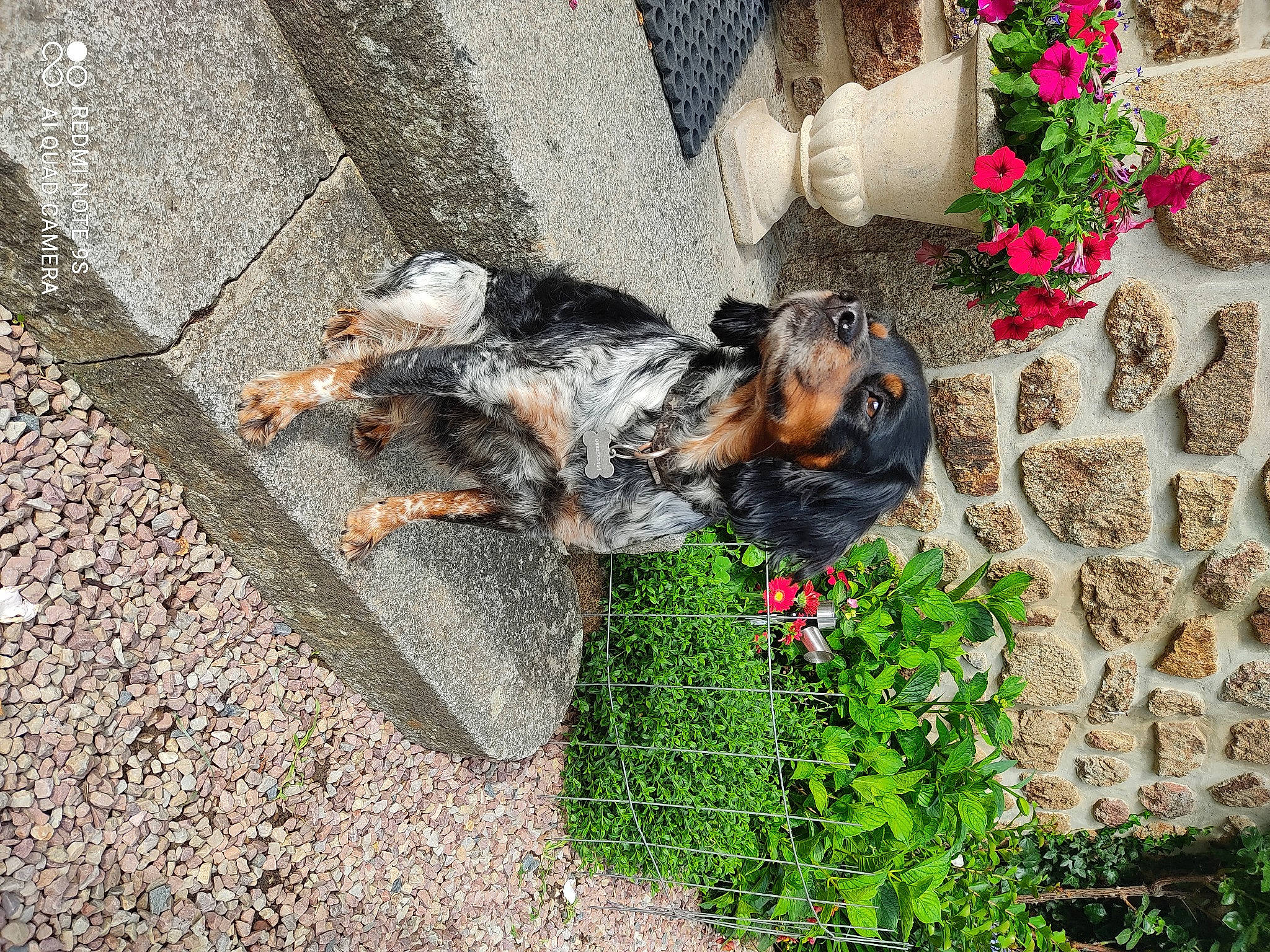 Mystie a rejoint le concours — aidez-le/la à gagner de superbes lots ! asphalt, canidae, carnivore, cobblestone, companion_dog, dog, dog_breed, fawn, flagstone, flooring, flower, flowerpot, grass, groundcover, houseplant, plant, road_surface, sidewalk, snout, sporting_group