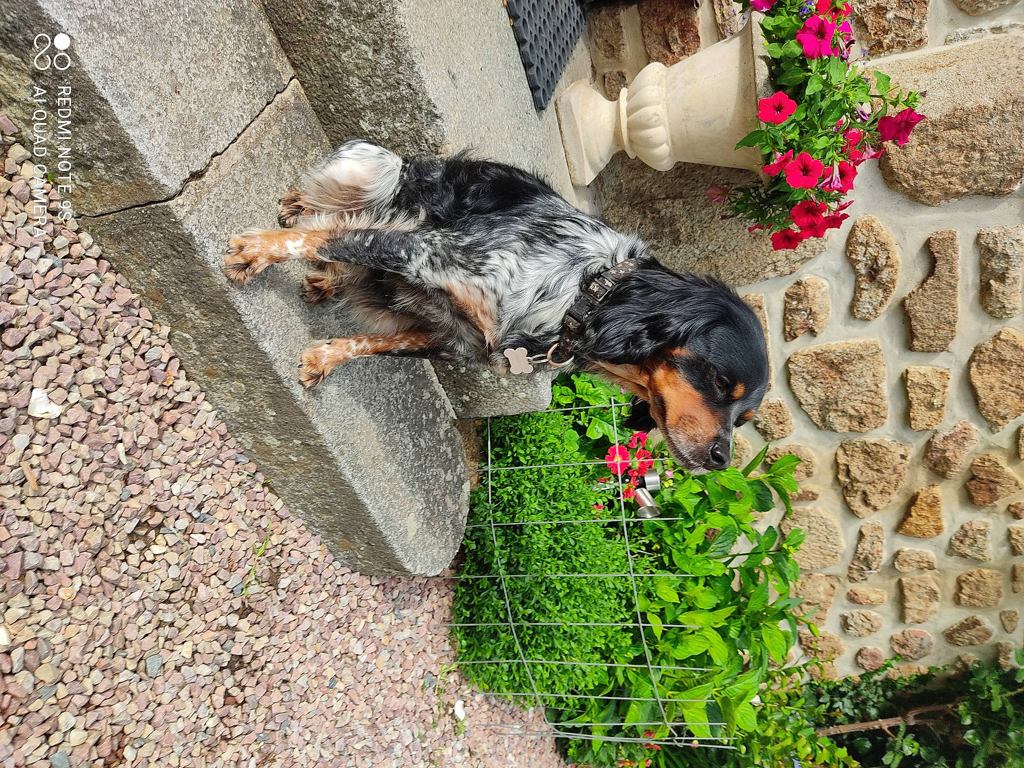 Mystie a rejoint le concours — aidez-le/la à gagner de superbes lots ! carnivore, cobblestone, companion_dog, dog, dog_breed, dog_supply, flooring, floral_design, flower, garden, grass, groundcover, plant, road_surface, rock, rose, shrub, sidewalk, sporting_group, terrier