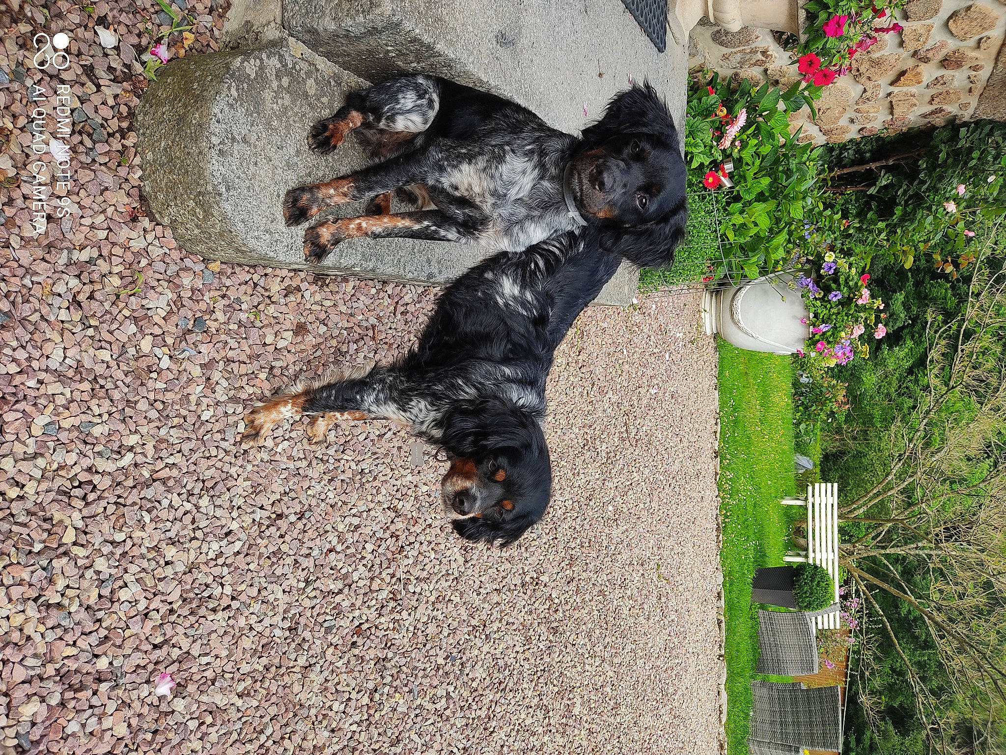 Sirène a rejoint le concours — aidez-le/la à gagner de superbes lots ! annual_plant, canidae, carnivore, companion_dog, dog, dog_breed, flower, fur, grass, guard_dog, non_sporting_group, pet_supply, plant, road_surface, shrub, soil, sporting_group, tail, tree, water_dog