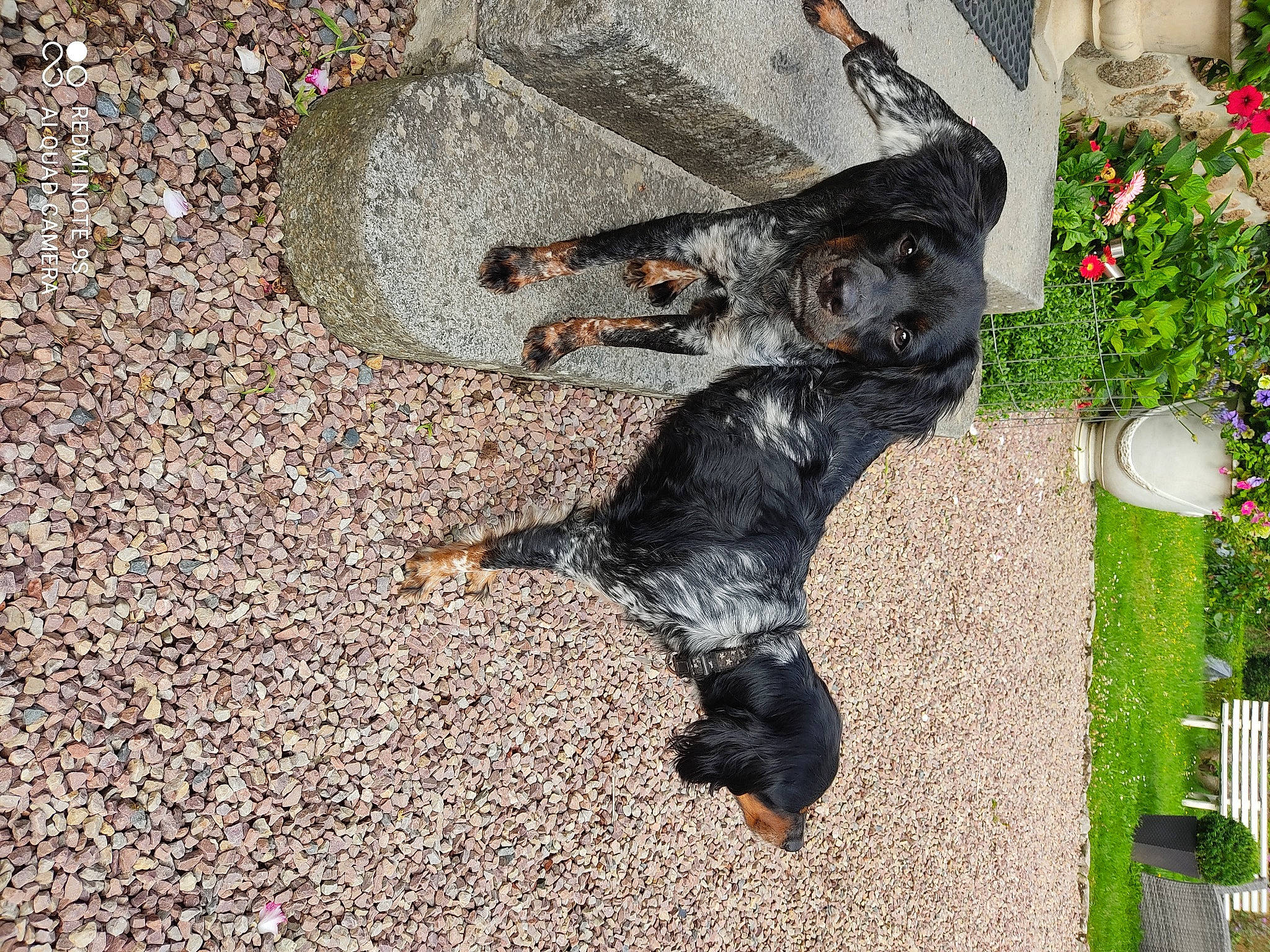Sirène participe au concours pour gagner de l'argent avec cette photo : asphalt, canidae, carnivore, dog, dog_breed, flooring, fur, grass, plant, road_surface, rose, shadow, soil, sporting_group, tail, tar, working_animal