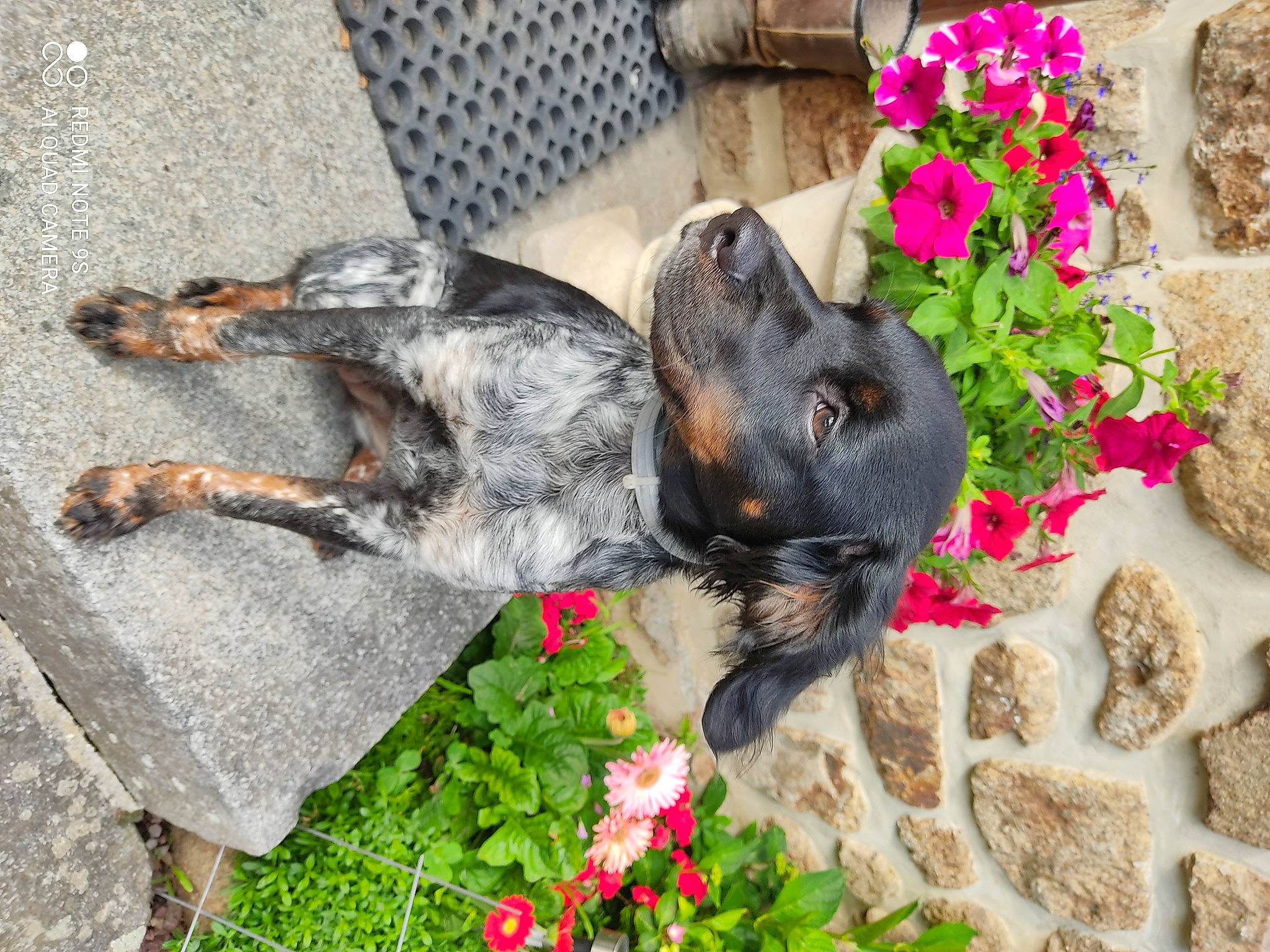 Sirène a rejoint le concours — aidez-le/la à gagner de superbes lots ! annual_plant, canidae, carnivore, companion_dog, dog, dog_breed, fawn, floral_design, flower, flower_arranging, garden, grass, groundcover, petal, plant, rock, schnauzer, shrub, snout, sporting_group