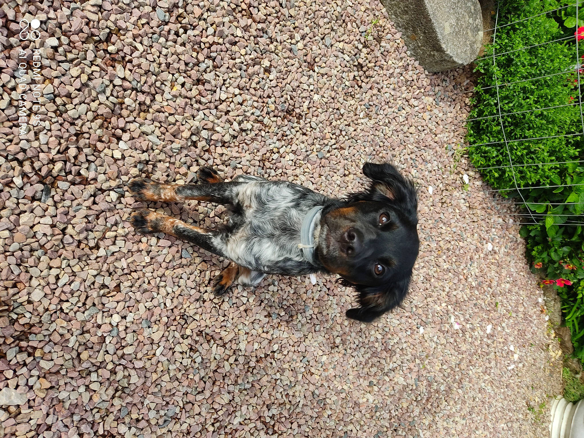 Sirène a rejoint le concours — aidez-le/la à gagner de superbes lots ! asphalt, carnivore, companion_dog, dog, dog_breed, fawn, fur, grass, groundcover, paw, plant, road_surface, shadow, snout, soil, sporting_group, street_dog, tail, terrestrial_animal, working_animal