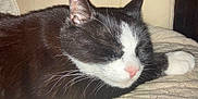 Sushi a rejoint le concours — aidez-le/la à gagner de superbes lots ! cat, black_and_white, sleeping, pet, closeup, whiskers, nose, fur, indoor, quilt, resting, cute, animal, cozy, relaxation, mammal, domestic, feline, soft, peaceful