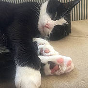 Sushi a rejoint le concours — aidez-le/la à gagner de superbes lots ! cat, black_and_white, sleeping, paw_pads, close_up, feline, pet, cute, relaxed, resting, indoor, soft, whiskers, fur, animal, cozy, mammal, pink_paws, napping, couch