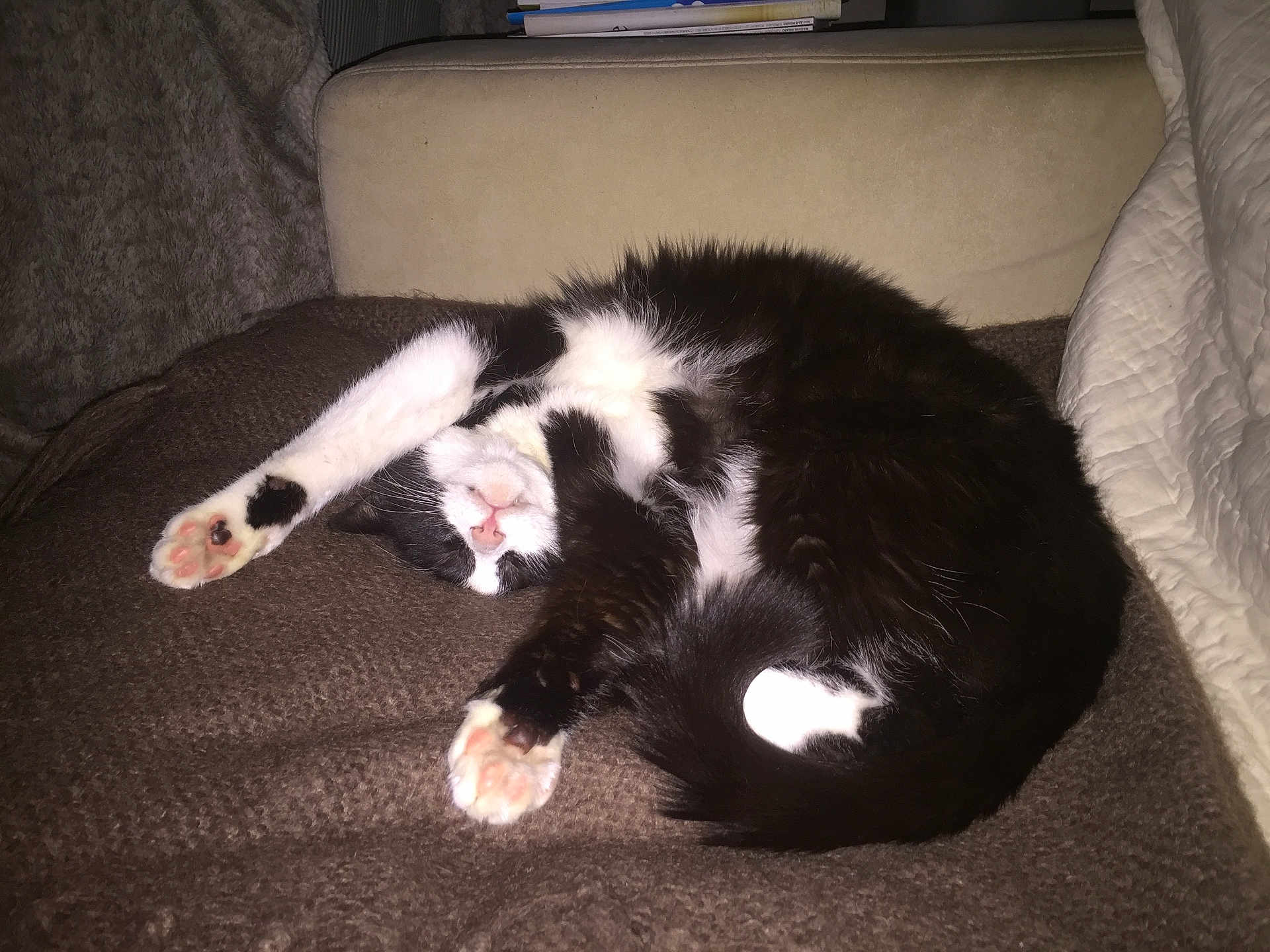 Sushi participe au concours pour gagner de l'argent avec cette photo : cat, black_and_white, sleeping, stretching, paw, blanket, cozy, indoor, feline, relaxed, cute, pet, fur, whiskers, nap, couch, home, animal, resting, soft