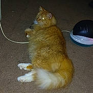 Garfield is registered to the contest to win money with this photo: cat, orange_cat, fluffy, long_hair, pet, indoor, carpet, animal, feline, tail, lying_down, flash, glowing_eyes, white_paws, technology, device, cable, relaxed, domestic, fur