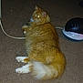 cat, orange_cat, fluffy, long_hair, pet, indoor, carpet, animal, feline, tail, lying_down, flash, glowing_eyes, white_paws, technology, device, cable, relaxed, domestic, fur