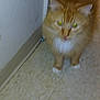 cat, orange_tabby, white_paws, white_chest, floor, tile_floor, wall, indoor, pet, animal, feline, blurry, green_eyes, flash, standing, closeup, domestic_cat, fur, whiskers, ears
