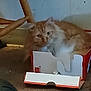 cat, orange_cat, white_cat, cardboard_box, furniture, floor, indoor, fluffy, pet, animal, cozy, cute, resting, home, small_space, curious, whiskers, ears, feline, domestic
