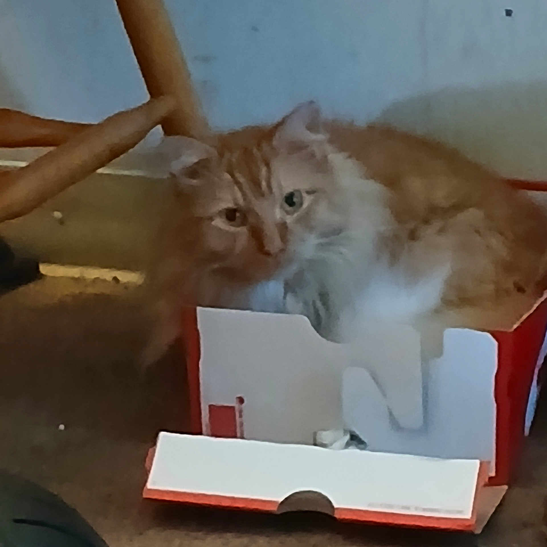 Garfield