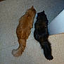 Garfield is registered to the contest to win money with this photo: cat, cats, orange_cat, tortoiseshell_cat, fluffy_cat, pets, animal, floor, tile_floor, indoor, feeding, food_bowl, tail, fur, domestic_cat, two_cats, corner, wall, companion, cute
