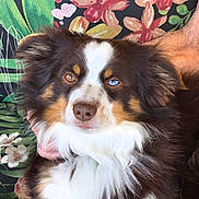 Kimchi is registered to the contest to win money with this photo: animal, blue_eye, brown_eye, canine, closeup, companion, couch, cushion, cute, dog, floral_pattern, fluffy_fur, friendly, fur, heterochromia, indoor, pet, portrait, relaxed, tri_color